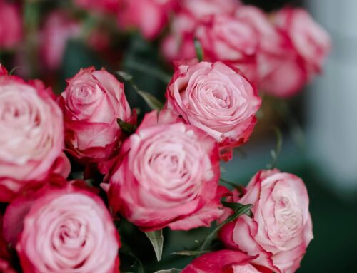 VALENTINSTAG 🌹🌼